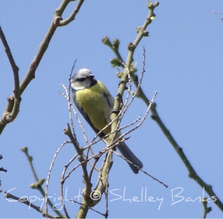 Blue Tit. Paris. Copyright  © Shelley Banks, all rights reserved.