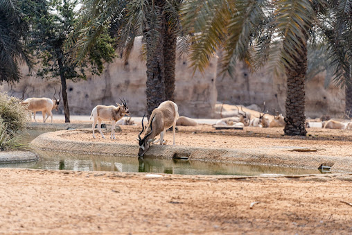 Best Desert Safari Dubai.