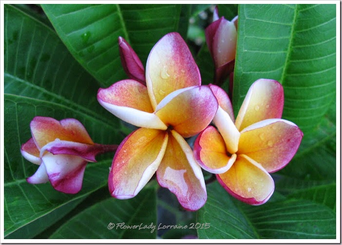05-18-plumeria
