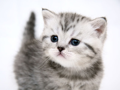 Mačkica životinje download besplatne slike pozadine za desktop