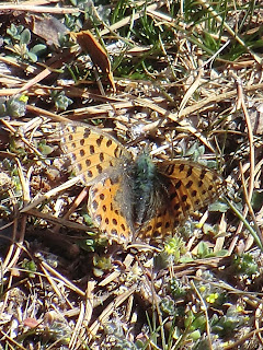 Mariposa Sofía (Issoria lathonia)