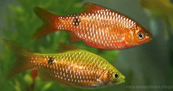 Ciri Jantan dan Betina Ikan  Rosy Barb