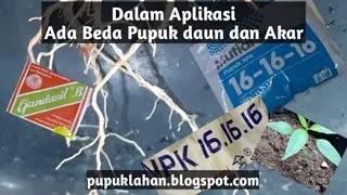 Dari sisi aplikasi, Ini Perbedaan Pupuk Daun dan Pupuk Akar