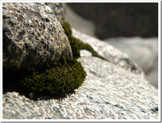 Moss