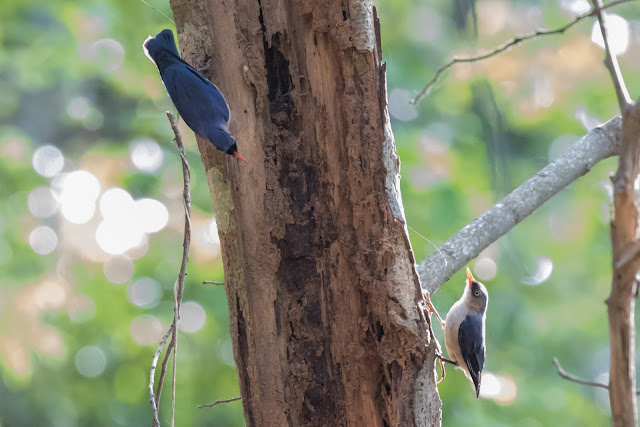 velvet-fronted nuthatch, kaeng krachan national park