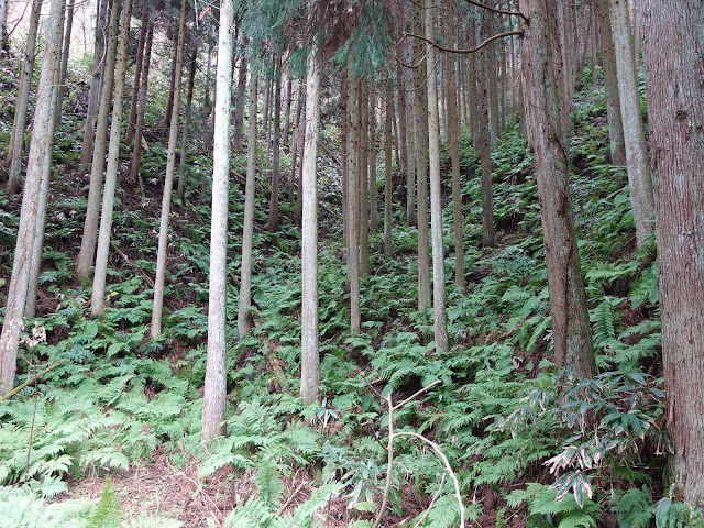 赤松池の脇道からの眺望