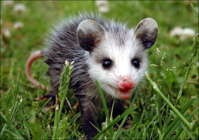 Possum Cute