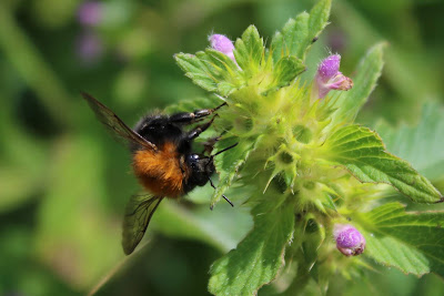 Boomhommel - - Bombus hypnorum