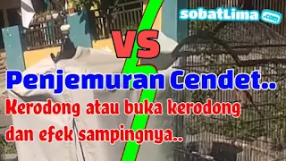 meningkatkan volume cendet,volume cendet,volume cendet biar keras,menambah volume cendet,mengembalikan volume cendet,membuat volume cendet keras,agar volume cendet keras,cara jemur cendet yang baik,cara memandikan cendet ,cendet gacor