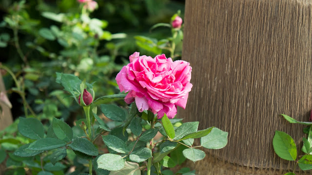 A pink rose at Egypt's Spring Flowers Fair 2018