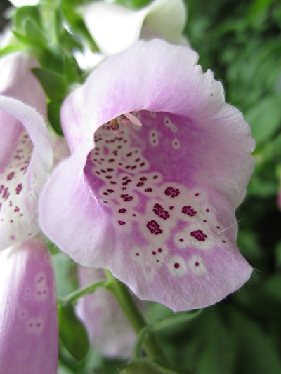 Foxglove