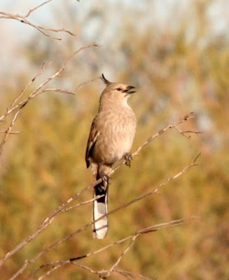 Chirruping Wedgebill