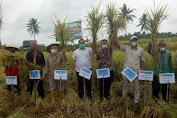 POC HKTI Lampung Terbukti Tingkatkan Hasil Panen Petani