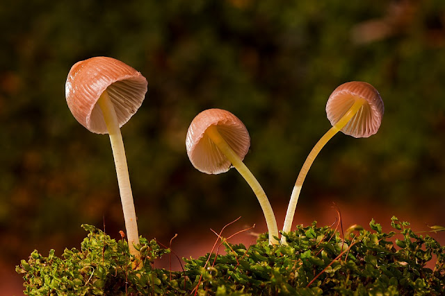 Mushrooms are rich in vitamin D, B- vitamins B1, B2, B5 and minerals like copper.