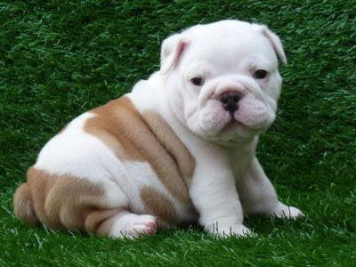 Bulldog Puppies Pictures