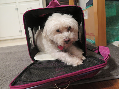 Phoebe won't be joining me on my trip with Bayer Animal Health to visit K9's for Warriors