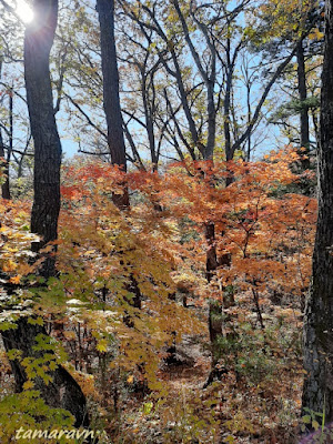 Клён ложнозибольдов (Acer pseudosieboldianum)