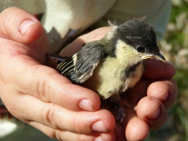 Küken, Vogel, Zucht, Nach Unten, Schützen, Schutz