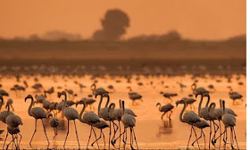 flamingo birds in kutch 