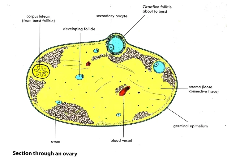 diagram showing the ovarian cycle
