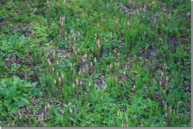 clip_image013