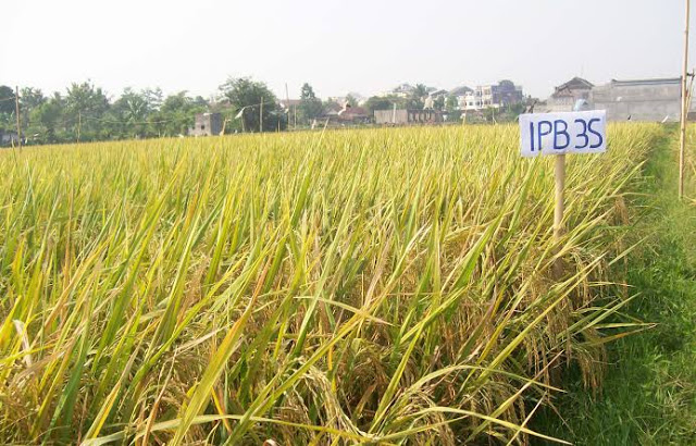 Benih Padi IPB3S ASLI BERKUALITAS MUTU TERJAMIN Tani 