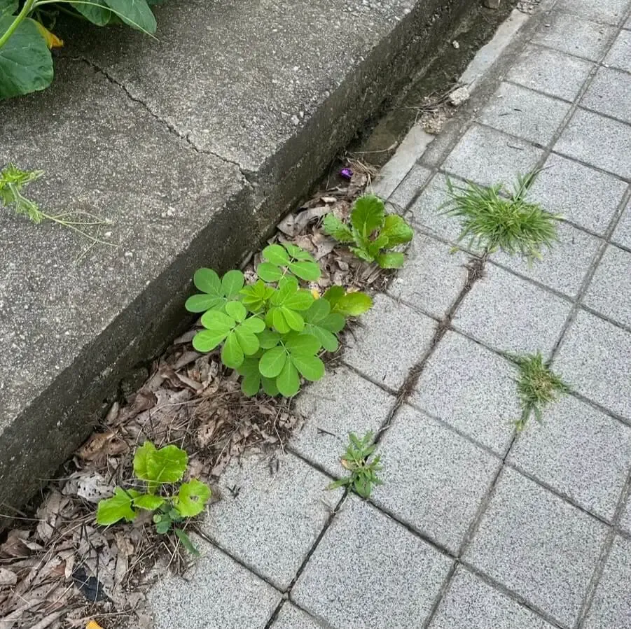 보도블록-사이-자라고-있는-푸른-잡초