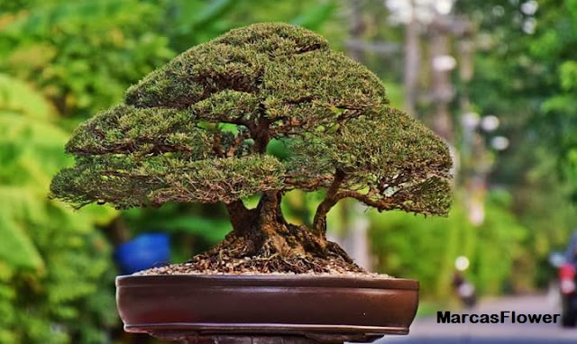 gambar karya seni bonsai menawan