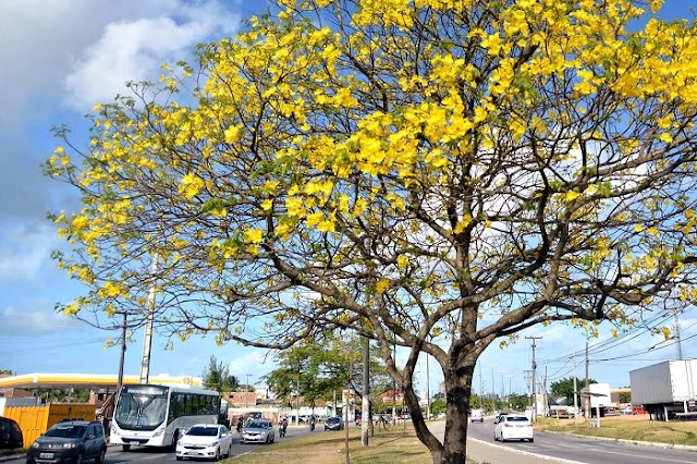 Cidade mais verde: João Pessoa é reconhecida pela FAO/ONU por avanço na arborização urbana