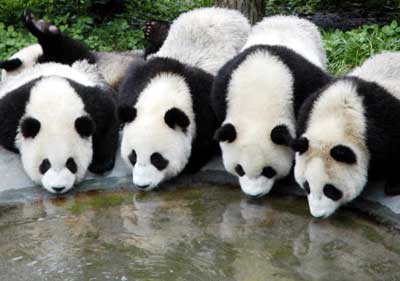 Images Baby Pandas on Conditions And They Didn T Have Very Many Baby Pandas