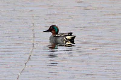 Green-winged Teal