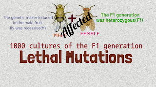 affects of lethal mutation