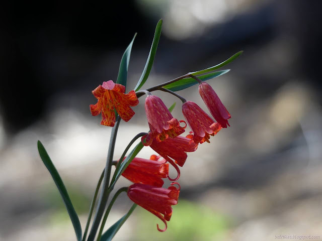 yet more red bells