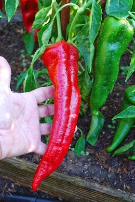 #Gardening : How to Grow Peppers 