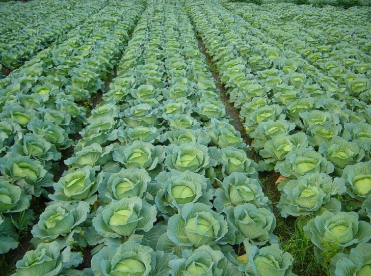 Guide to Profitable Cabbage Farming in Kenya