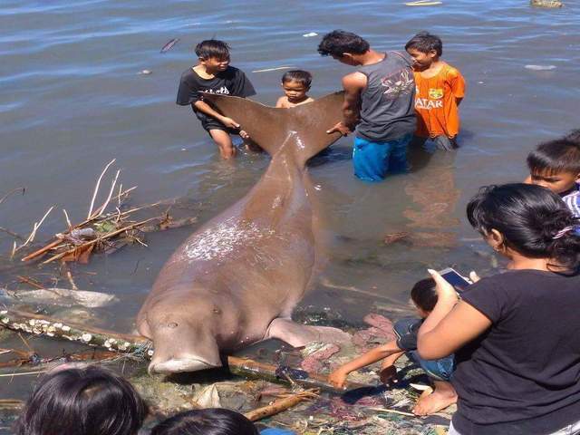  Gambar  Ikan  Duyung  Cantik Hidup dan Jadi Kartun  Terbesar