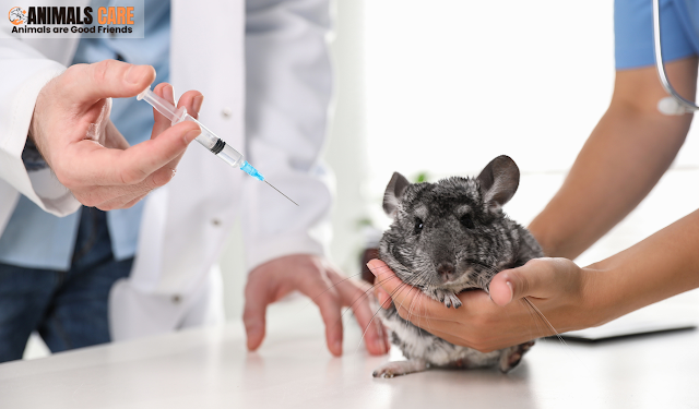 Preventative Care: Vaccinations and Regular Vet Visits