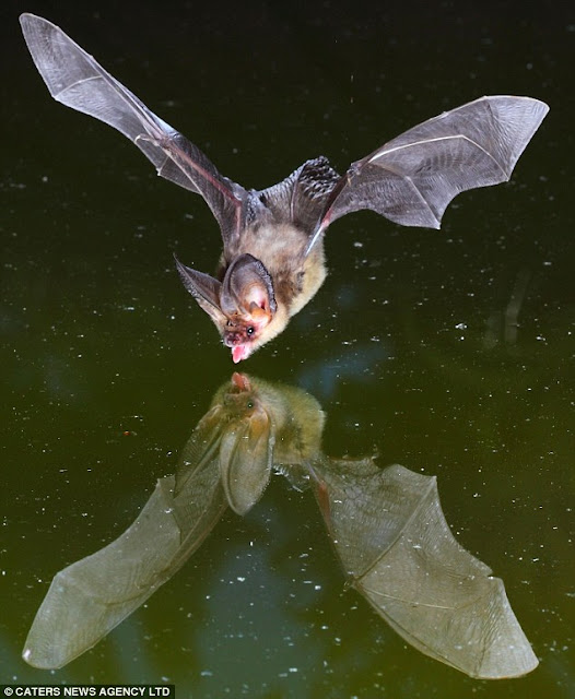 Bats swooping down for a drink photo