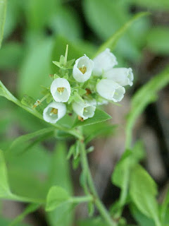 Myrtillier - Myrtille - Vaccinium - Bleuet - Airelle - Myrtilles - Airelles - Bleuets 