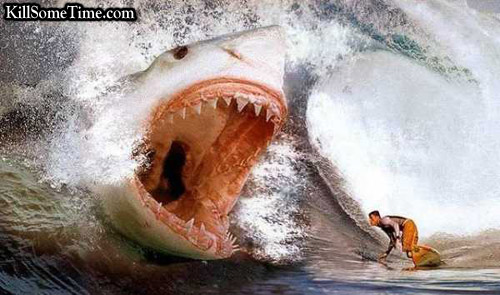 Images Shark Attack in Sea