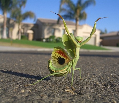 Kungfumantis