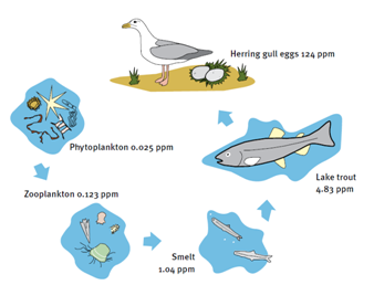 Pesisir dan Laut: RIWAYAT POLUTAN (FATE OF POLLUTANT)