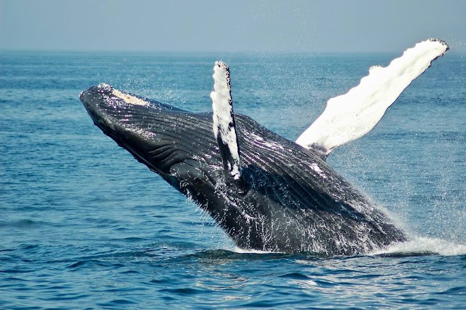El 23 de julio se celebra a nivel mundial el Día dedicado a las Ballenas y los Delfines