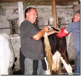 insemin-vacas-04
