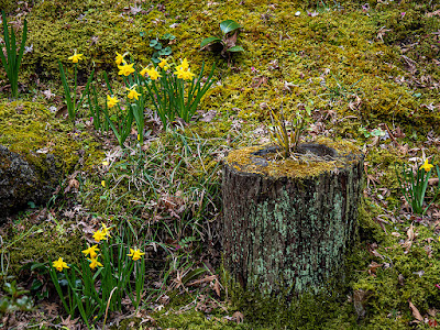 Suisen (daffodil) flowers: Kaizo-ji