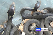 Ular Kobra Bersarang di Rumah Warga Tuban, Petugas Temukan 17 Anakan dan 24 Telur