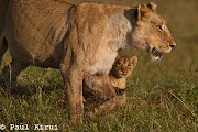 Big Cat Week in the Mara