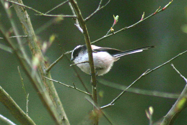 写真＿野鳥