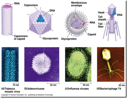 Tipe virus