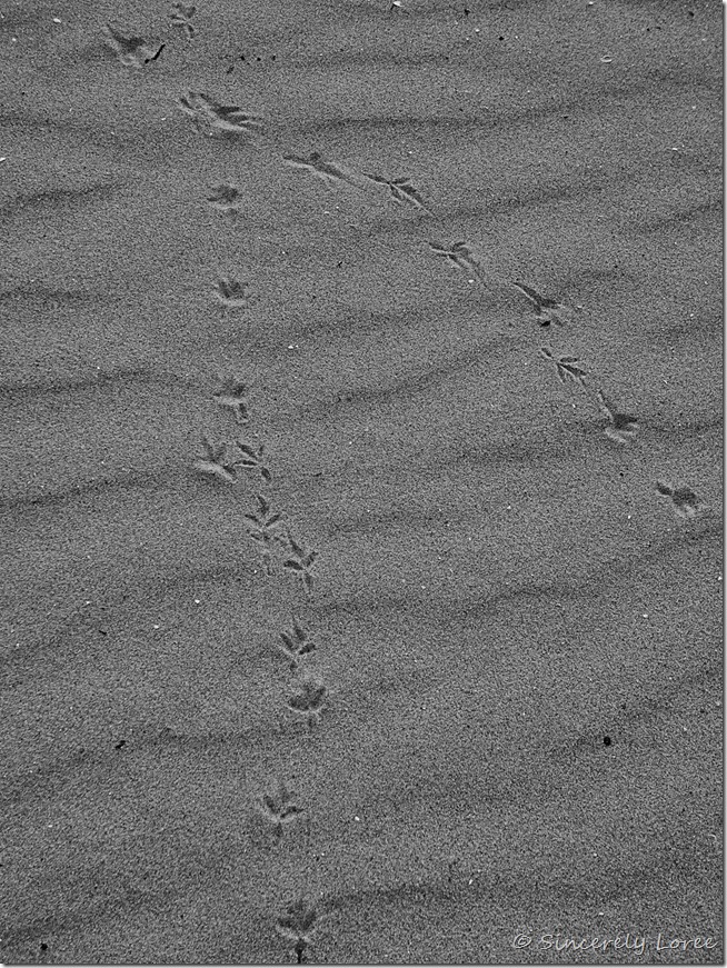 Nairn Beach 6